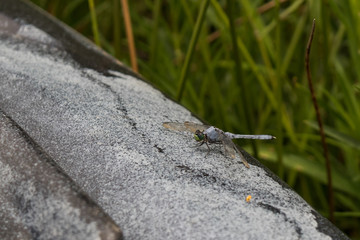 Common blue damselfly closeup