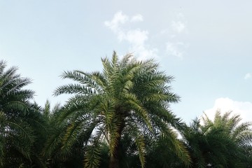 Palm in the sky
