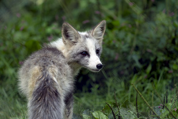 Beautiful grey and white fox cub