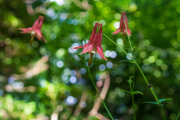 Columbine wildflower close-up