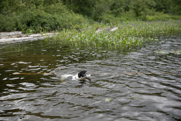 Dog Swimming
