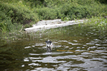 Fishing Dog