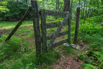 Moss covered old wooden gate and fence in the forest