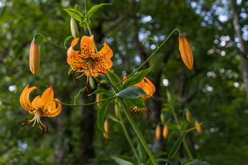 Turks's Cap Lily bloom closeup