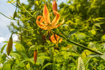 Turks's Cap Lily bloom closeup