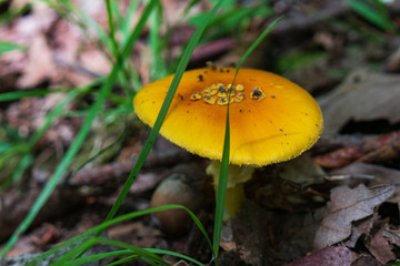 Wild Orange Mushroom Closeup on the Forest Floor