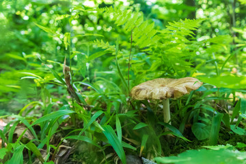 Wild Brown Mushroom Closeup on the Forest Floor