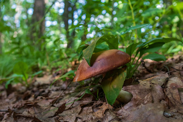 Wild Brown Mushroom Closeup on the Forest Floor