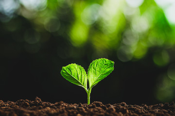 Beautiful nature,green bokeh,Plant tree in neutral background Close-Up Of Fresh Green Plant,Young hand
