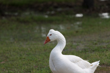 White duck on green grass in the city park