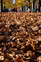 Fallen Leaves #2