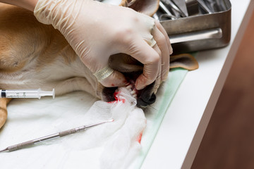 Veterinary, removal of dairy fangs interfering with the growth of the main tooth