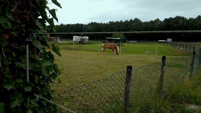a horse standing/eating in a field