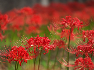 彼岸花・秋の訪れ