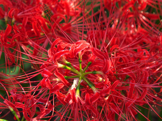 彼岸花・秋の訪れ