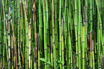Japan bamboo in forest.