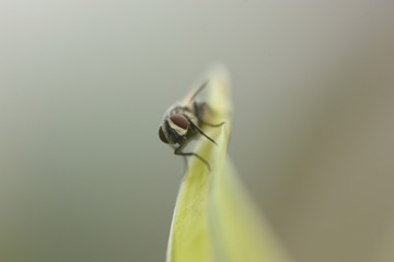 close up shot of the fly