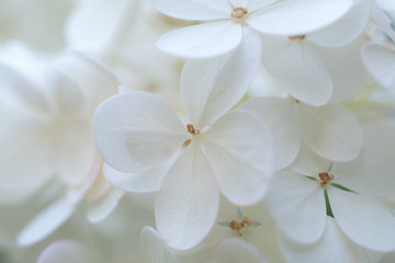 Fototapeta na wymiar White hydrangea flowers background