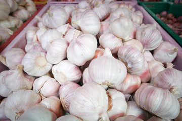garlic, Fresh garlic - Red garlic, Garlic group background.