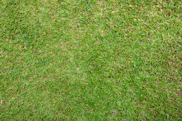 green grass background texture.