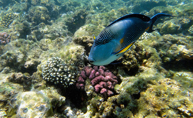 Naklejka na ściany i meble Beautiful underwater world with corals and exotic fish in the Red sea. Egypt 