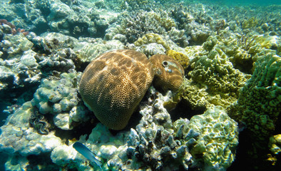 Beautiful underwater world with corals and exotic fish in the Red sea. Egypt 