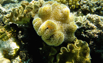 Beautiful underwater world with coral and sea shells in the Red sea. Egypt 