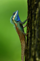Beautiful blue chameleon with red spots on its body and bronw tail stick on tree over fine blur green background in nature, exotic lizard