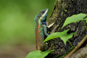 Beautiful blue dragon lizard with red spots on its back and sharp detail of its spine skin, chameleon on tree over fine blur green background in nature
