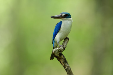 Beautiful bright blue and white bird with large beaks perching on wood stick over lit green background showing its white chest feathers profile, Collared kingfisher (Todiramphus chloris)