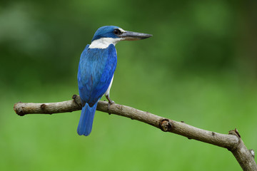 Beautiful Collared kingfisher (Todiramphus chloris) eoxotic white and blue bird perching on wooden branch over fine green background, fascinated nature