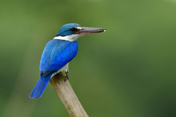 Beautiful Collared kingfisher (Todiramphus chloris) white and blue bird perching on wooden stick in middle of stream showing fine back wing view, fascinated nature