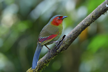 Beautiful Red cheek bird percing on wooden branch in nature, Scarlet or Red-faced Liocichla (Liocichla ripponi)