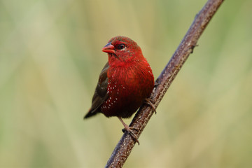 Beautiful velvet red bird with white dots on its feathers  perching on wooden stick, female of Red avadavat, munia or strawberry finch (Amandava amandava) in nature