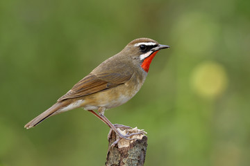 Beautiful velvet red neck bird fully perching wooden pole in nature among meadow field, Amazed male of Siberian rubythroat (Calliope calliope)