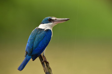 Beautiful white and blue bird perching on old bamboo stick waiting for fishing in stream in rainny day, Collared kingfisher (Todiramphus chloris)