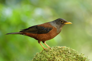 Fototapeta premium Chestnut thrush (Turdus rubrocanus) lovelyl brown with silver head and black wings bird perching on green mossy spot in nature, exotic creature