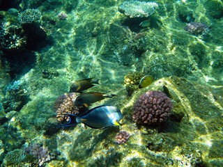 Beautiful underwater world with corals and exotic fish in the Red sea. Egypt 
