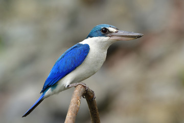 Close up of Collared kingfisher (Todiramphus chloris) lovely white and blue bird with large beaks perching on curve branch in nature, fascinated animal