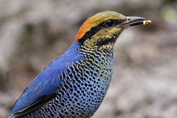 Close up head shot of Blue Pitta (Hydrornis cyaneus) colorfull blue bird with yellow and red color feathers on its head, exotic nature