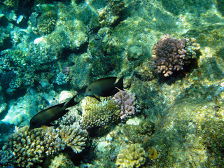 Fototapeta na wymiar Beautiful underwater world with corals and exotic fish in the Red sea. Egypt 