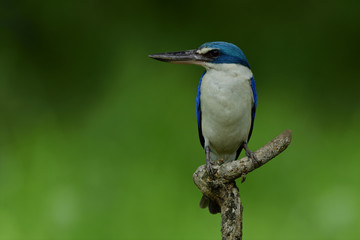 Collared kingfisher (Todiramphus chloris) beautiful blue and white bird with large beaks perching on wood stick showing its belly feathers over green background, exotic animal
