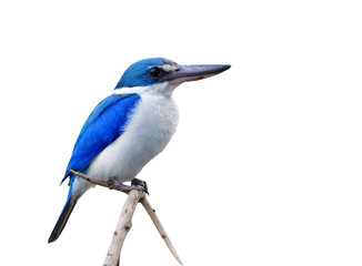 Collared kingfisher (Todiramphus chloris) beautiful blue and white with large beaks bird lonely perching on torn branch isolated on white background, fascinated animal