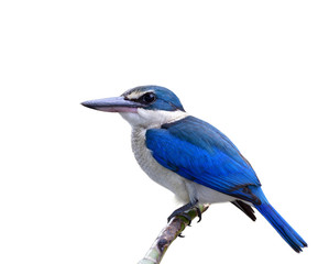 Exotic Blue and white bird with large beak and big eyes perching on bamboo stick isolated on white background, Collared kingfisher (Todiramphus chloris)