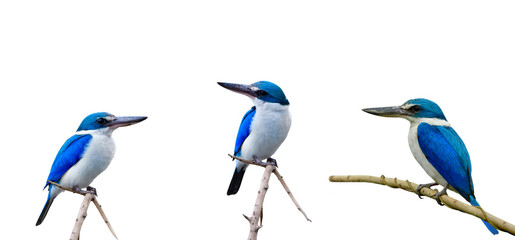 Compilation of Blue bird perching on thin branch isolated on white background, Collared Kingfisher (Todiramphus chloris)