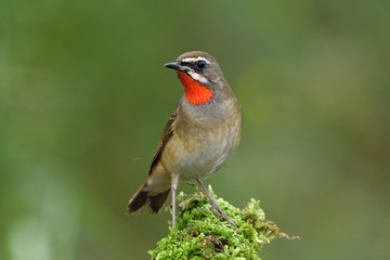 Exotic male of Siberian rubythroat (Calliope calliope) beautiful bright orange neck bird perching over mossy top in blur green background