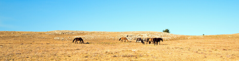 Small herd of Wild Horses on Sykes Ridge in the Pryor Mountains Wild Horse Range in Montana United States