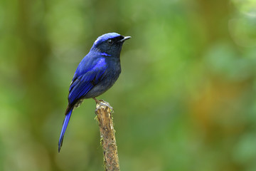 Obraz premium Exotic dark blue bird perching on wooden stick over blur background, Large Niltava (Niltava grandis)
