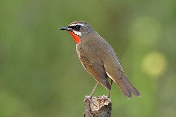Exotic male of Siberian rubythroat (Calliope calliope) brown bird with orange marking on its neck perching on top of wood pole over blur green background in nature