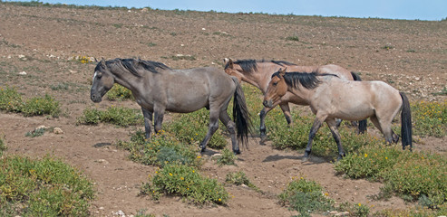 Band of Wild Horses in the Pryor Mountains Wild Horse Range in Montana - Wyoming USA